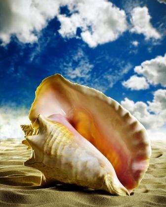 Conch shell - Shankh