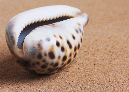 Kaparda Varatika Cowries