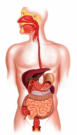 digestion system