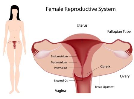 female reproductive system-21