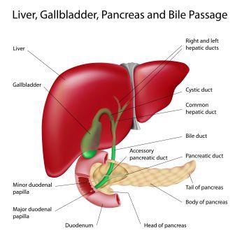 liver gall bladder pancreas