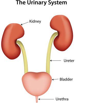 urinary-bladder